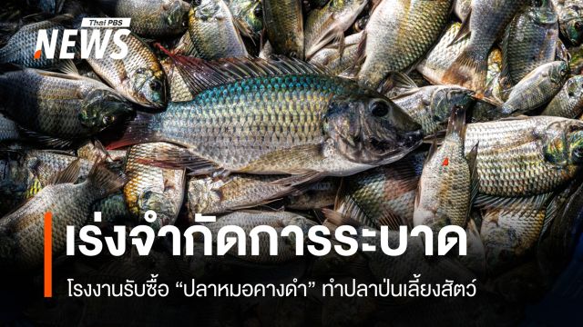 โรงงานปลาป่น รับซื้อปลาหมอคางดำ ตั้งเป้า 1 ล้าน กก. ลดการระบาด