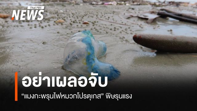 อย่าเผลอจับ เตือน "แมงกะพรุนไฟหมวกโปรตุเกส" พิษรุนแรง 