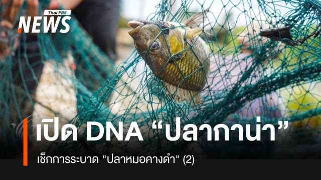 เปิด DNA "ปลากาน่า" เช็กการระบาด "ปลาหมอคางดำ" (2)