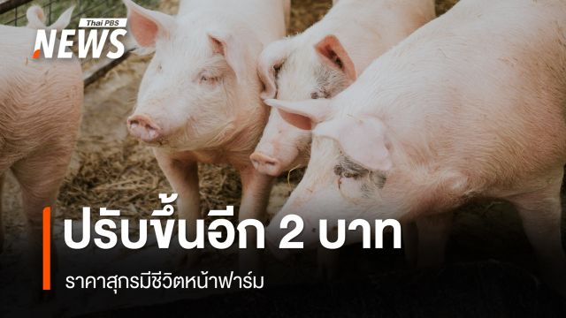 ปรับราคาหมูหน้าฟาร์มขึ้นอีก 2 บาท ขยับอยู่ที่ 66-70 บาท/กิโลกรัม