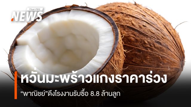 หวั่นมะพร้าวแกงราคาร่วง “พาณิชย์” ดึงโรงงานรับซื้อ 8.8 ล้านลูก   