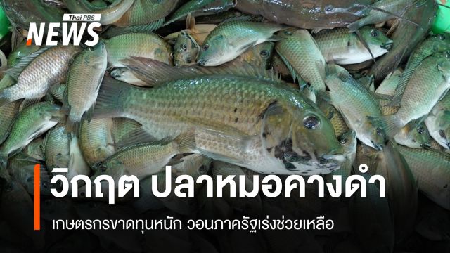 วิกฤต "ปลาหมอคางดำ" โผล่ยึดบ่อกุ้ง 50 ไร่ เกษตรกรขาดทุนหนัก