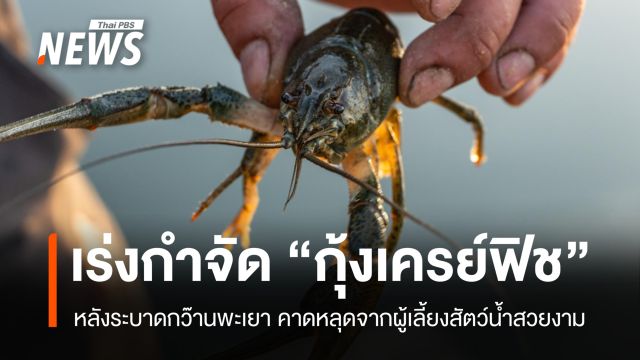 เร่งกำจัด "กุ้งเครย์ฟิช" หลังระบาดกว๊านพะเยา คาดหลุดจากผู้เลี้ยงสัตว์น้ำสวยงาม