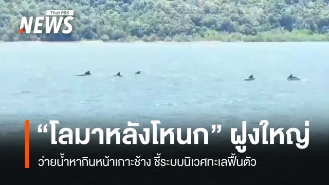 ตื่นตา "โลมาหลังโหนก" รวมกลุ่มฝูงใหญ่ 15-20 ตัว ว่ายน้ำหากินหน้าเกาะช้าง 