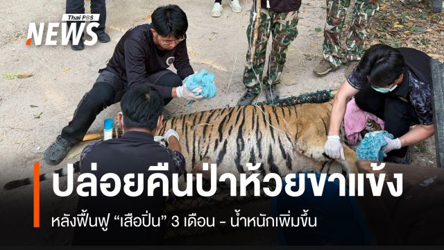 ปล่อย "เสือปิ่น" คืนป่าห้วยขาแข้ง หลังฟื้นฟูร่างกาย-น้ำหนักเพิ่มขึ้น