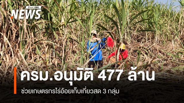 ครม.อนุมัติ 477 ล้านบาท ช่วยเกษตรกรไร่อ้อยเก็บเกี่ยวสด 3 กลุ่ม