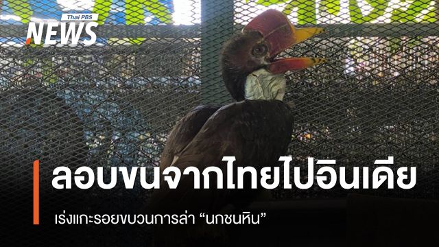 เร่งแกะรอยขบวนการล่า “นกชนหิน” ลอบขนจากไทยไปขายอินเดีย