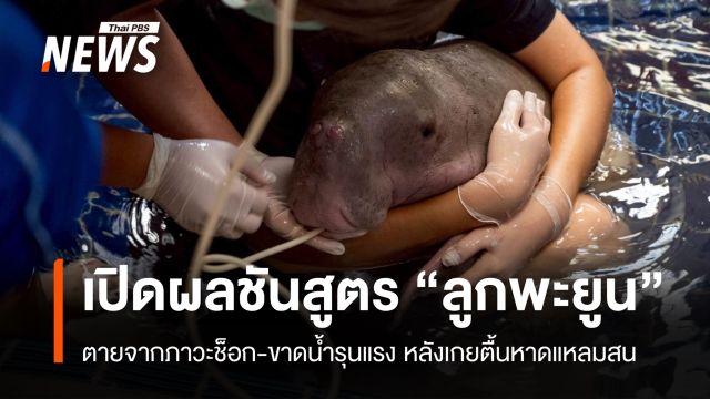 ผลชันสูตร "ลูกพะยูน" เกยตื้นหาดแหลมสน ตายจากภาวะช็อก-ขาดน้ำรุนแรง
