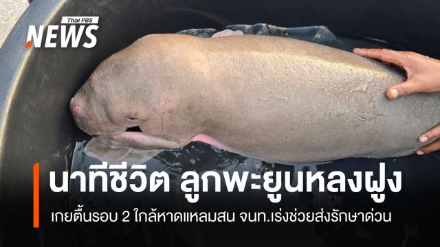 นาทีชีวิต ลูกพะยูนหลงฝูง เกยตื้นรอบ 2 ใกล้หาดแหลมสน จนท.เร่งช่วยส่งรักษาด่วน 