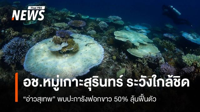เฝ้าระวังใกล้ชิด อ่าวสุเทพ อช.หมู่เกาะสุรินทร์ พบปะการังฟอกขาว 50%