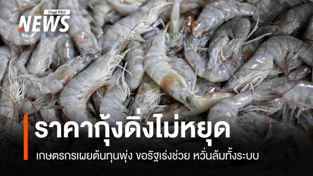 ราคากุ้งดิ่งไม่หยุด ผู้เลี้ยงกุ้งตรังยอมขายขาดทุน หวั่นล้มทั้งระบบ