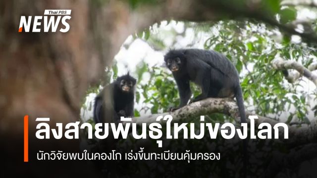 นักวิจัย พบ "ลิง" สายพันธุ์ใหม่ของโลกในคองโก เร่งขึ้นทะเบียนคุ้มครอง