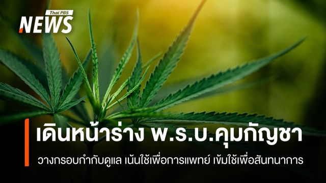กรมแพทย์แผนไทยฯ เดินหน้าร่าง พ.ร.บ.คุมกัญชา ย้ำใช้เพื่อการแพทย์  