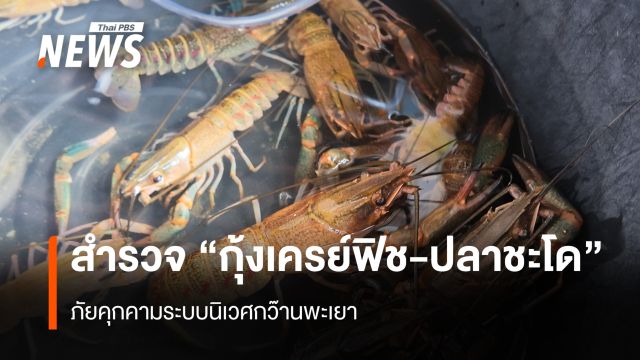 สำรวจ “กุ้งเครย์ฟิช-ปลาชะโด” ภัยคุกคามระบบนิเวศกว๊านพะเยา