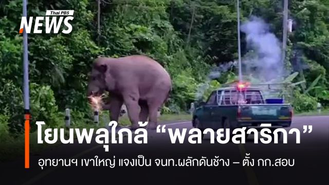 อช.เขาใหญ่ แจงปม จนท.ผลักดันช้าง โยนพลุประกายไฟใกล้ "พลายสาริกา"