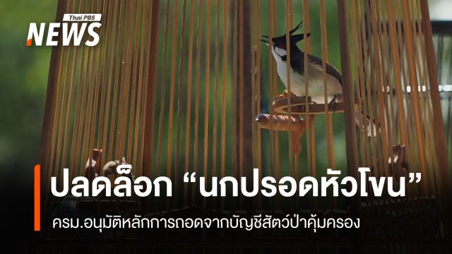 ครม.อนุมัติหลักการปลดล็อก "นกปรอดหัวโขน" พ้นบัญชีสัตว์ป่าคุ้มครอง 