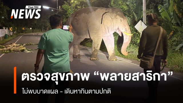 ทีมสัตวแพทย์ ตรวจสุขภาพ "พลายสาริกา" ไม่พบบาดแผล-หากินปกติ