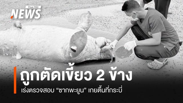 เร่งตรวจสอบ "ซากพะยูน" เกยตื้นที่กระบี่ พบถูกตัดเขี้ยว 2 ข้าง