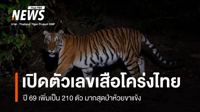 เปิดตัวเลข "เสือโคร่ง" ปี 69 เพิ่มเป็น 210 ตัว มากสุดป่าห้วยขาแข้ง