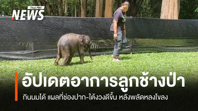 อัปเดตอาการ "ลูกช้างป่าพลัดหลง" กินนมได้ แผลที่ช่องปาก-ใต้งวงดีขึ้น 