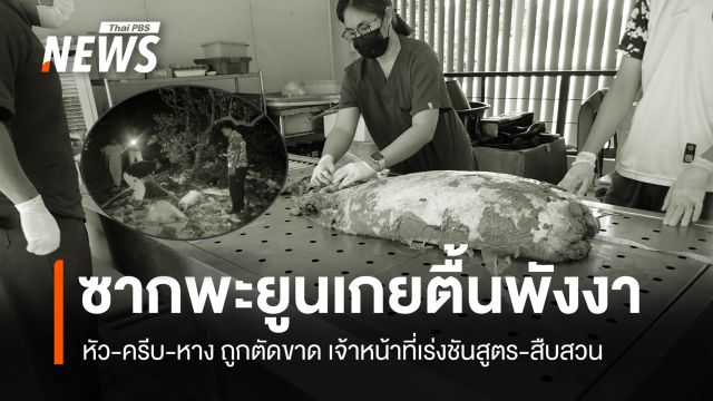 พบซากพะยูนเกยตื้น จ.พังงา หัว-ครีบ-หาง ถูกตัดขาด จนท.เร่งชันสูตร-สืบสวน 