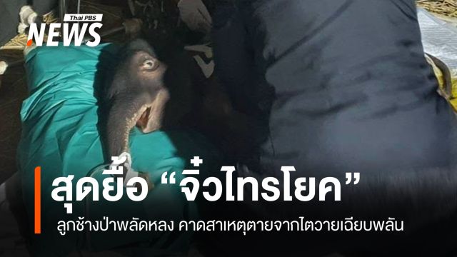 สุดยื้อ​ "จิ๋วไทรโยค" ลูกช้างป่าพลัดหลง คาดไตวายเฉียบพลัน​ 