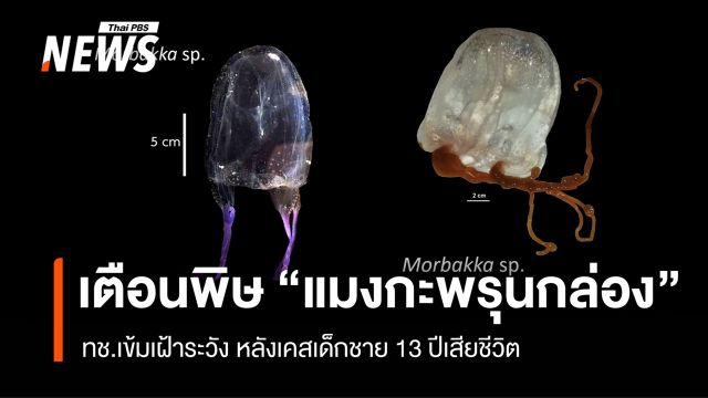 ทช.เข้มเฝ้าระวัง "แมงกะพรุนกล่อง" หลังเด็ก 13 ปีถูกพิษเสียชีวิต  