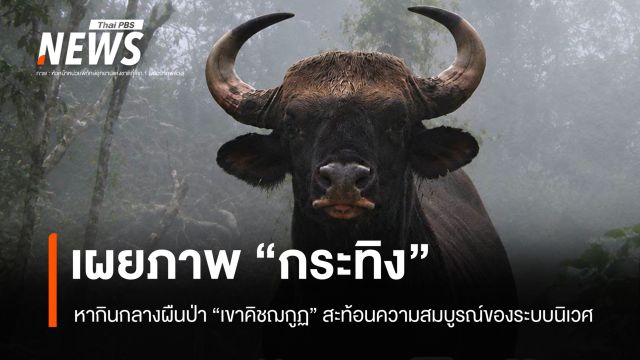  เผยภาพ "กระทิง" หากินกลางผืนป่า "เขาคิชฌกูฏ" ตอกย้ำความสมบูรณ์ของระบบนิเวศ