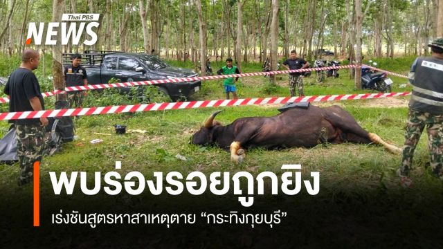 เร่งชันสูตรหาสาเหตุตาย "กระทิงกุยบุรี" พบร่องรอยถูกยิง 