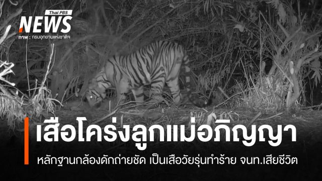 รู้ตัวชัด "เสือโคร่งลูกแม่อภิญญา" ทำร้าย จนท.ห้วยขาแข้งเสียชีวิต