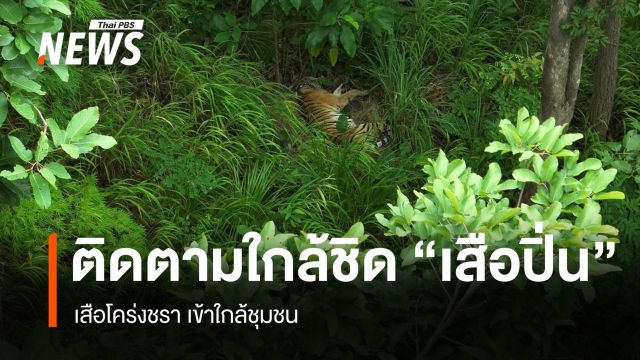 ติดตามใกล้ชิด “เสือปิ่น” เสือโคร่งชรา เข้าใกล้ชุมชน 