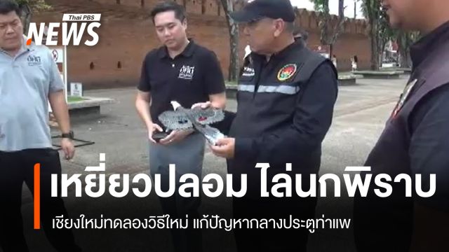 นวัตกรรมไล่นกพิราบ เชียงใหม่ทดลอง "เหยี่ยวปลอม" บินโฉบประตูท่าแพ
