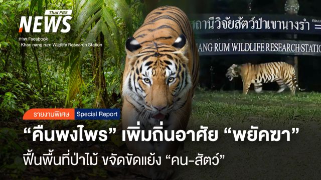 "คืนพงไพร" เพิ่มถิ่นอาศัย "พยัคฆา" ฟื้นพื้นที่ป่าไม้ ขจัดขัดแย้ง "คน-สัตว์"