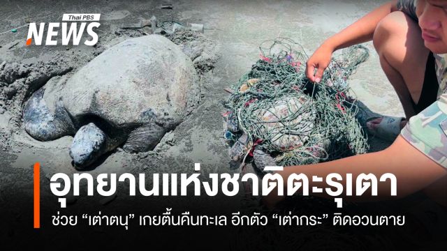 อช.ตะรุเตา ช่วย "เต่าตนุ" เกยตื้นปล่อยคืนทะเล พบอีกตัว "เต่ากระ" ติดอวนตาย
