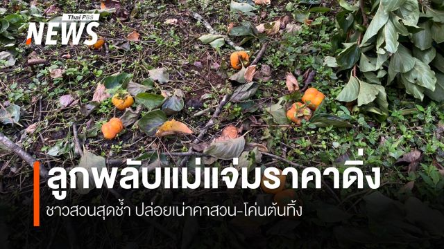 ลูกพลับแม่แจ่มราคาทรุด เหลือกิโลฯ ละ 5 บาท ชาวสวนจำใจปล่อยเน่าคาสวน-เททิ้ง