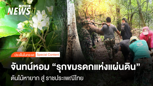 จันทน์หอม "รุกขมรดกแห่งแผ่นดิน" ต้นไม้หายาก สู่ ราชประเพณีไทย