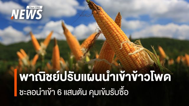 พาณิชย์ปรับแผนนำเข้าข้าวโพด ชะลอนำเข้า 6 แสนตัน คุมเข้มรับซื้อ