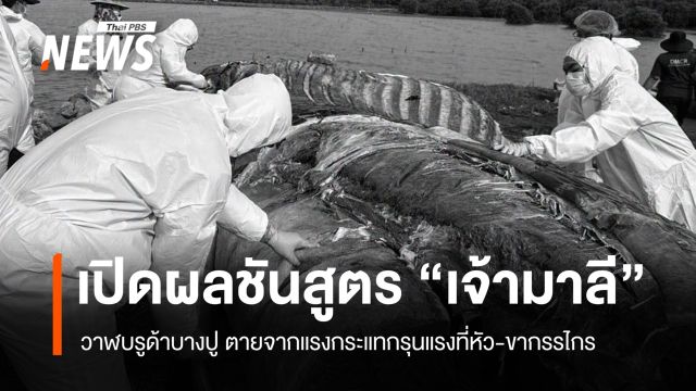 ผลชันสูตร "เจ้ามาลี" วาฬบรูด้า ตายจากแรงกระแทกรุนแรงที่หัว-ขากรรไกร