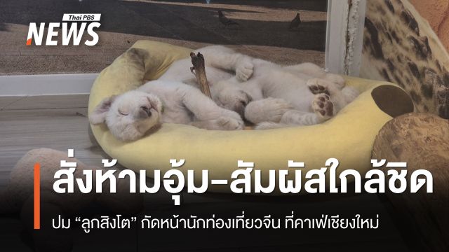 สั่งห้ามอุ้ม “ลูกสิงโต” หลังกัดหน้านักท่องเที่ยวจีน คาเฟ่เชียงใหม่