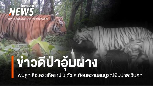 ข่าวดีป่าอุ้มผาง พบลูกเสือโคร่งเกิดใหม่ 3 ตัว สะท้อนความสมบูรณ์ผืนป่าตะวันตก