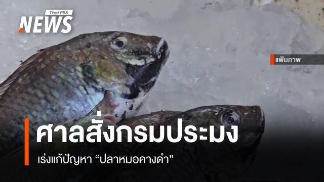  ศาลสั่งกรมประมงแก้ปัญหา "ปลาหมอคางดำ" ให้ "สมุทรสงคราม" เป็นพื้นที่ภัยพิบัติ