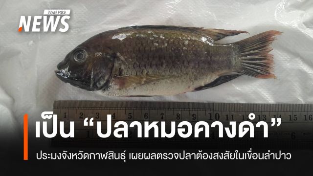 ประมงจังหวัดกาฬสินธุ์ เผยผลตรวจปลาต้องสงสัยในเขื่อนลำปาว พบเป็น “ปลาหมอคางดำ”