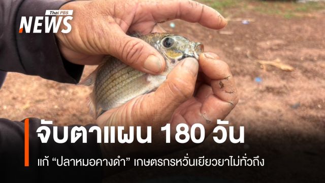 จับตา 180 วันแก้ "ปลาหมอคางดำ" เกษตรกรหวั่นเยียวยาไม่ทั่วถึง