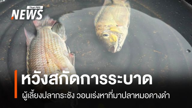ผู้เลี้ยงปลากระชัง วอน "กรมประมง" หาที่มาปลาหมอคางดำ สกัดการระบาด