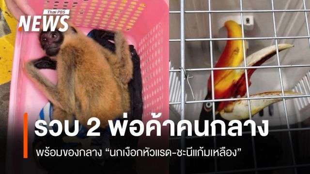 รวบ 2 พ่อค้าคนกลาง ยึดนกเงือกหัวแรด-ชะนีแก้มเหลือง 