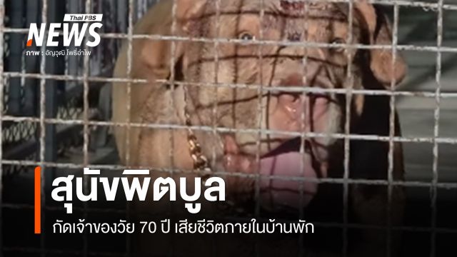 "เจ้าไจแอนท์" สุนัขพิตบูล กัดเจ้าของวัย 70 ปี เสียชีวิต