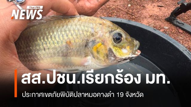 สส.ปชน.เรียกร้อง มท.ประกาศเขตภัยพิบัติปลาหมอคางดำ 19 จังหวัด 