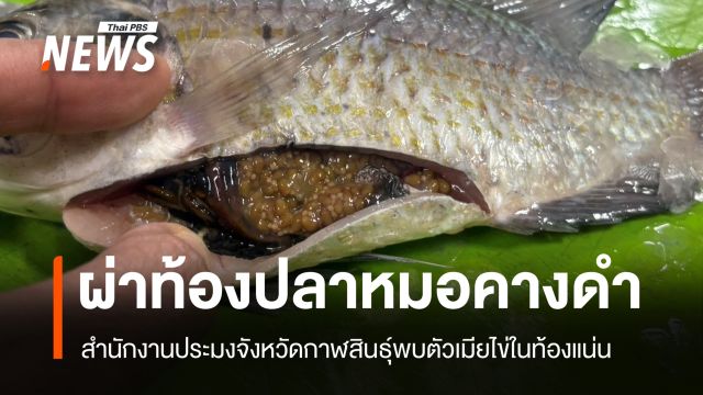 ผ่าท้อง “ปลาหมอคางดำ” จับได้ในเขื่อนลำปาว พบตัวเมียไข่ในท้องแน่น