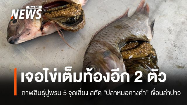 กาฬสินธุ์ปูพรมล่า "ปลาหมอคางดำ" เขื่อนลำปาว หวั่นสะเทือนเศรษฐกิจ 2 พันล้าน