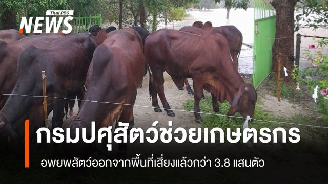 กรมปศุสัตว์ อพยพสัตว์ออกจากพื้นที่เสี่ยงน้ำท่วมแล้วกว่า 3.8 แสนตัว 